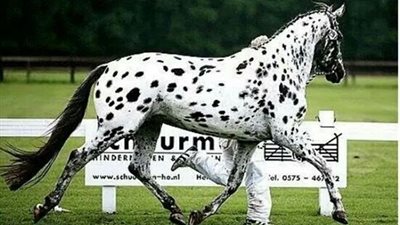 The Enchantieng Bauty of Orchid Horses: A Fascinating Dive into Nature’s Masterpiece