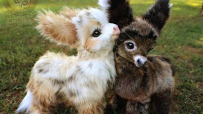 Adorable Miniature Horses: A Heartwarming Journey into Cuteness  ‎