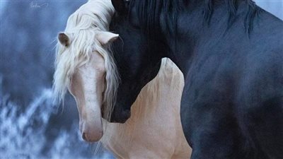 The Endless Romance: Unveiling the Love Lives of Horses  ‎