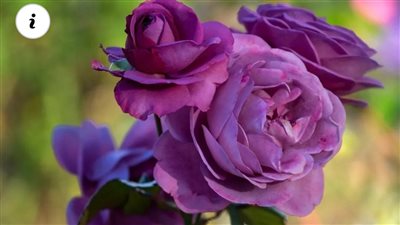purple roses worth choosing for your garden.
