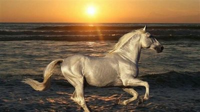 The Majestic White Horse: A Symbol of Grace and Power  ‎