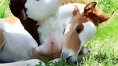 Adorable Miniature Horses: The Irresistible Charm of Little Equines  ‎