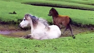 Baby horse refuses to leave injured mom's side  ‎