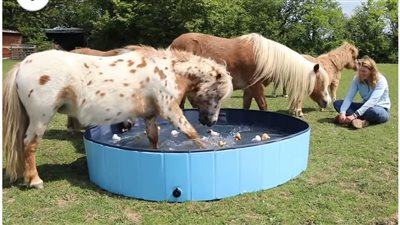 Creating Splashing Fun: The Joy of Ponies and Paddling Pools ‎