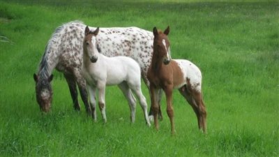  ‎Old Mare Gets Pregnant And Blessed With Rare Twin Foals ‎
