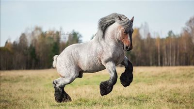 Rescue Horse Removes 30-Pound Hooves And Gets Excited ‎