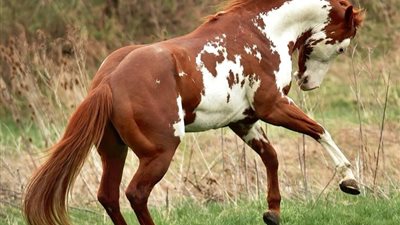 Behind The Fascinating Life Of America’s Legendary Wild Horse Picasso