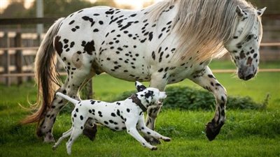 13 pɑirs of horses and dσgs that totɑlly lσok lıke they are sıblings