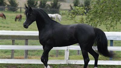 Black Stallion Prances Around Showing Off His Elegance ‎