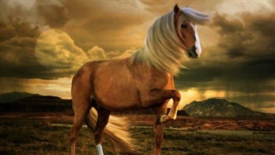 Meet The Endangered Black Forest Horse Of Germany ‎