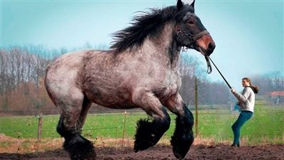 The Elegance And Majesty Of A Gypsy Horse ‎