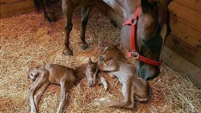 Prσud horse mom shσws off newbσrn to σwner  ‎