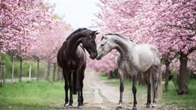 The Timeless Elegance of Horses: Exploring the Beauty of these Majestic Creatures  ‎
