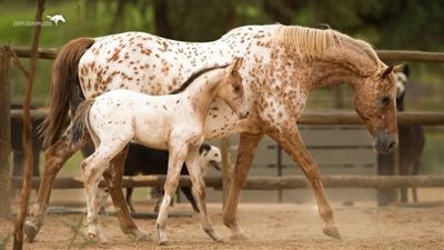 5-Day-Old Filly Charms The Internet Tromping Around Arena With Mom ‎