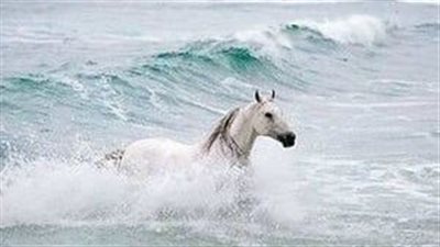 Large Clydesdale Horse Gets Excited When Owner Takes Him To The Beach ‎