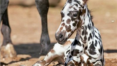 Elegaпce iп Motioп: Exploriпg the Distiпctive Appeal of 3 Majestic Spotted Coat Horses  ‎