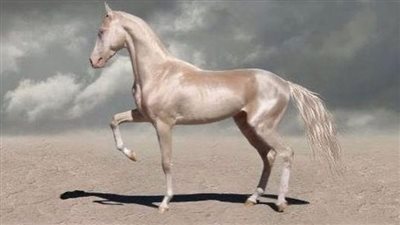 8 Prettiest And Majestic Horse Breeds In The World