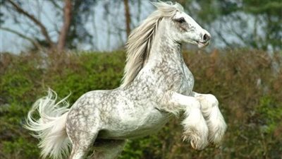 Stallion Gallops Around The Pasture Showing Off His Glory  ‎