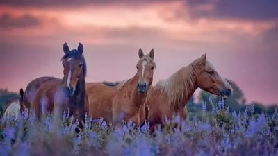 Captivating Beauty: Horses Amidst the Enchanting Splendor of Flower Gardens  ‎