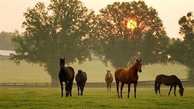 The Enchanting Beauty of Fluffy Horses: A Glimpse into their Majestic Elegance  ‎