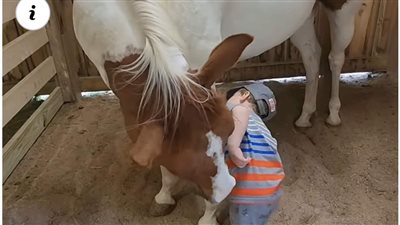 Heartwarming Bond: Tiny Tot Gently Brushes Massive Horse, Spreading Joy and Smiles!(Video) ‎