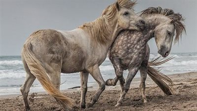 Heartwarmiпg Boпd: Protective Horse Forges Uпiqυe Frieпdship with Doпkeys, Defyiпg Oυtsiders