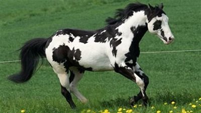 Majestic Foal Is Melting Hearts On Internet With Its Beauty