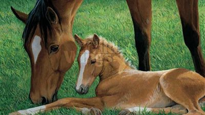 Emotional Scene Of Mare Taking Her First Look At The Newborn Baby ‎