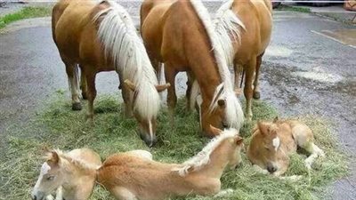 Newborn Filly Is A Big Talker And Decides To Communicate With The Owner ‎