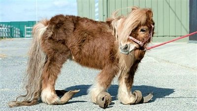 Pony Could Barely Walk Due To Long Hooves But Rescuers Completely Transform Him ‎