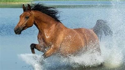 What to do when your horse dies? 
